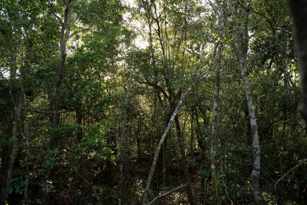 Ojo De Arbol, Boutique Cabin In The Real Jungle Τουλούμ Εξωτερικό φωτογραφία
