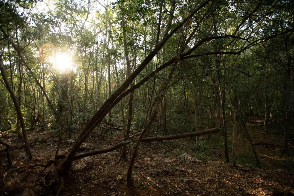 Ojo De Arbol, Boutique Cabin In The Real Jungle Τουλούμ Εξωτερικό φωτογραφία